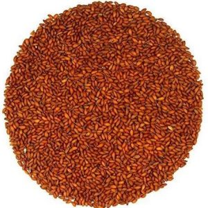 Flavours Halon Seeds